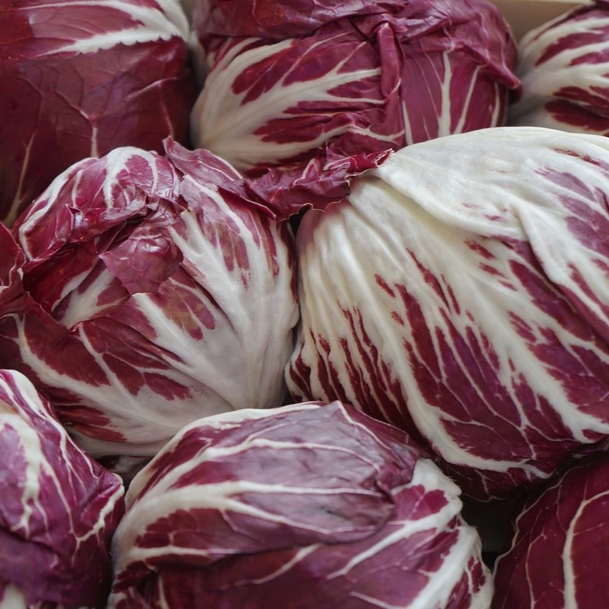 [S18535] Chicorée italienne Palla Rossa sél. Pagoda - 2 g