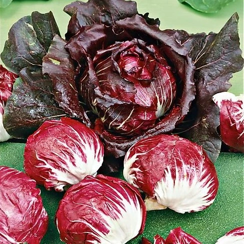 [S18530] Chicorée italienne Palla Rossa précoce - 4 g