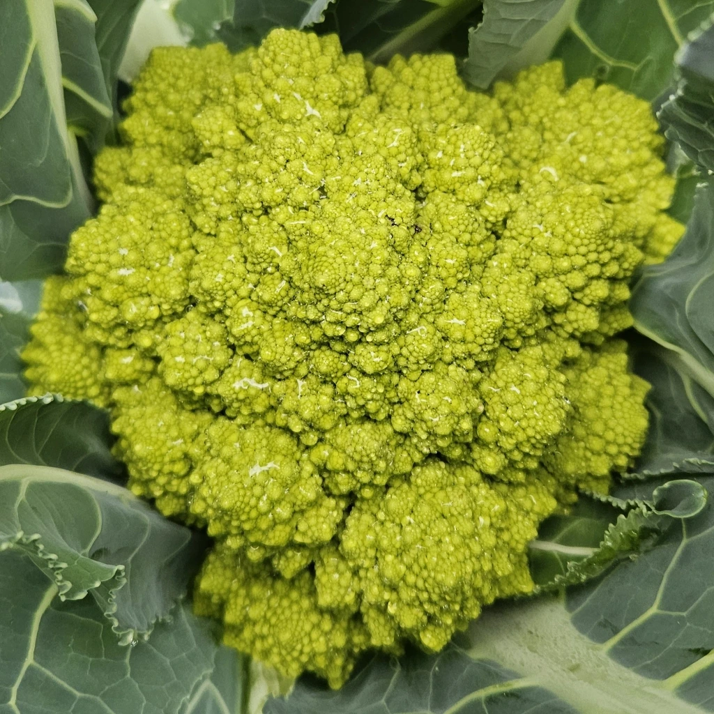 [S29750] Chou romanesco White Gold F1 - 25 graines