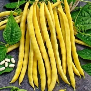 [S44455] Haricot à rames beurré Neckargold - 100 g