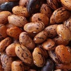 [S44540] Haricot nain à écosser Coco de Prague (Borlotto) - 100 g