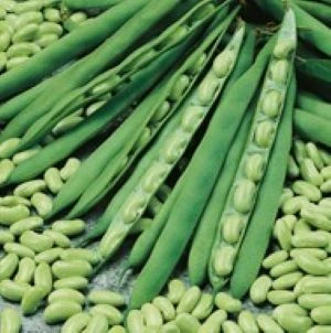 [S44560] Haricot nain à écosser Flageolet vert Chevrier - 50 g