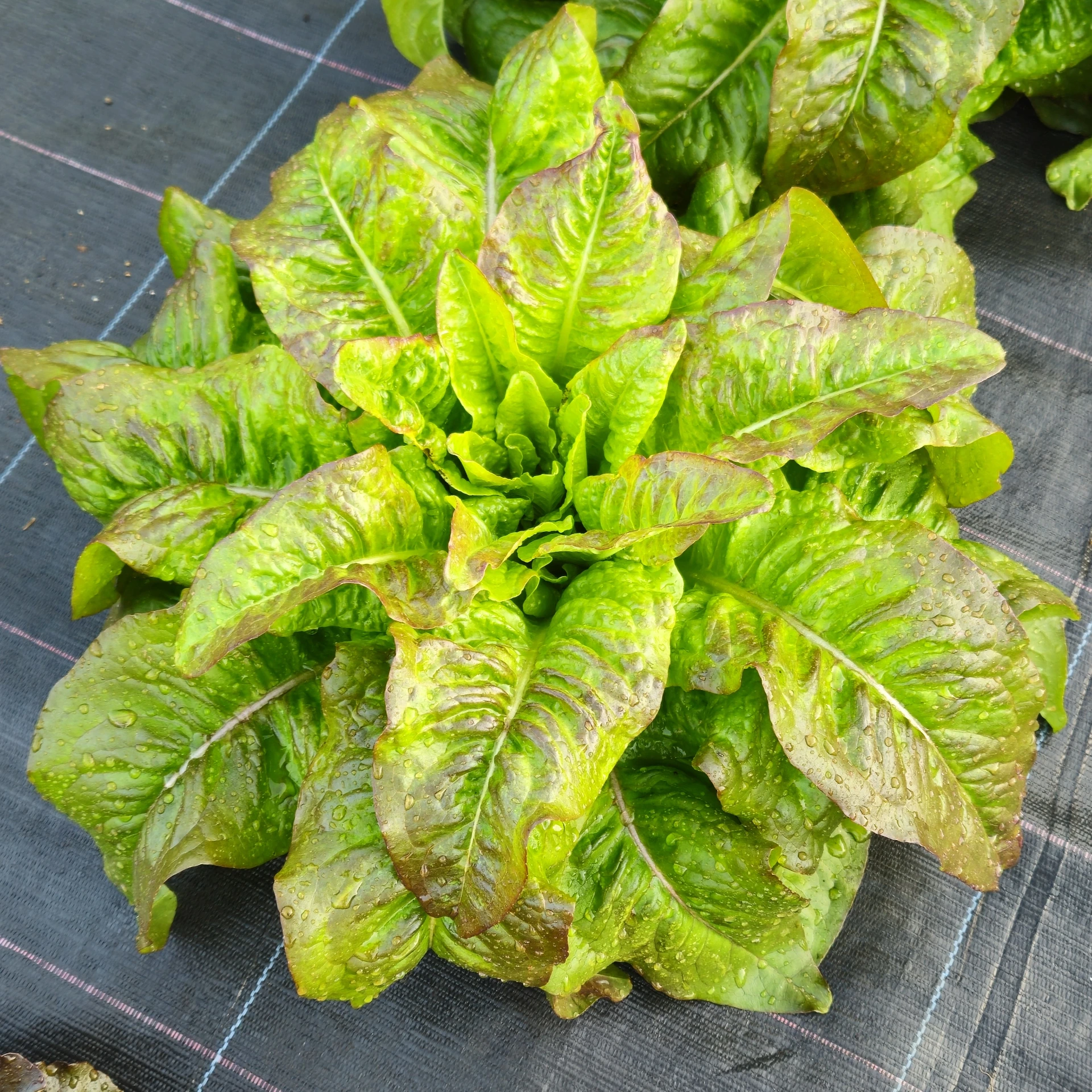 [S45030] Laitue romaine Oreille du diable - 400 graines