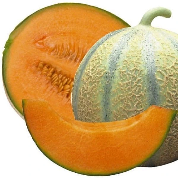 Melon Cavaillon Cezanne F1 - 5 graines
