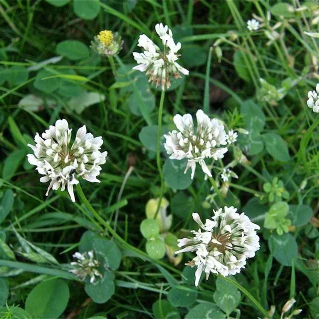 Trèfle Coucou blanc - 1 kg
