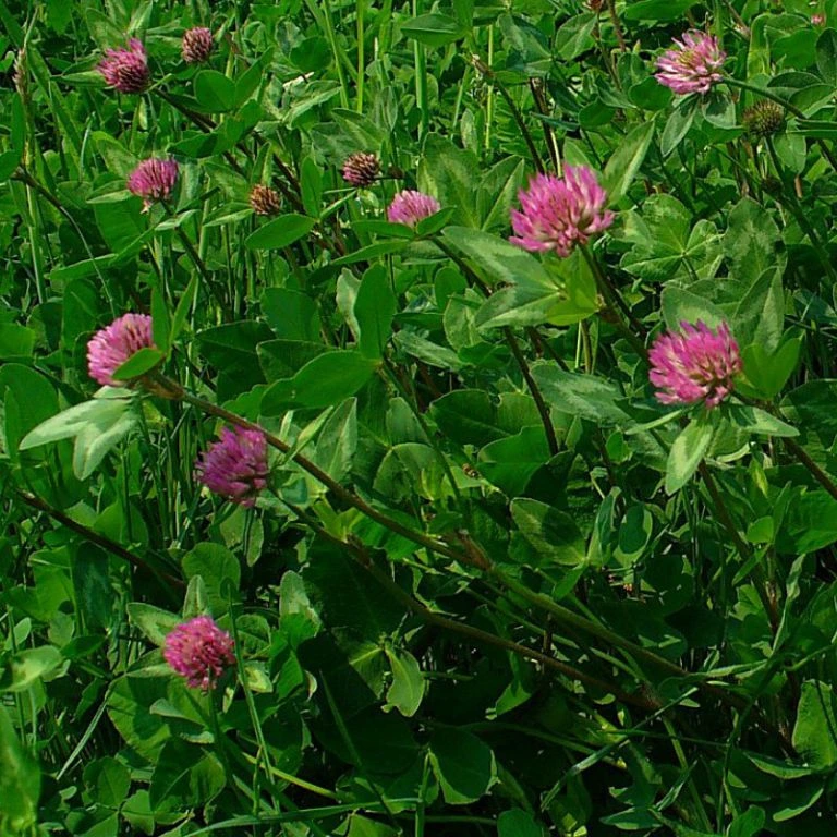 Trèfle Violet - 1 kg