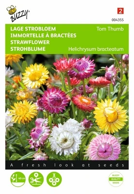 [B4355] Immortelles à bractées Tom Thumb - 0,75 g