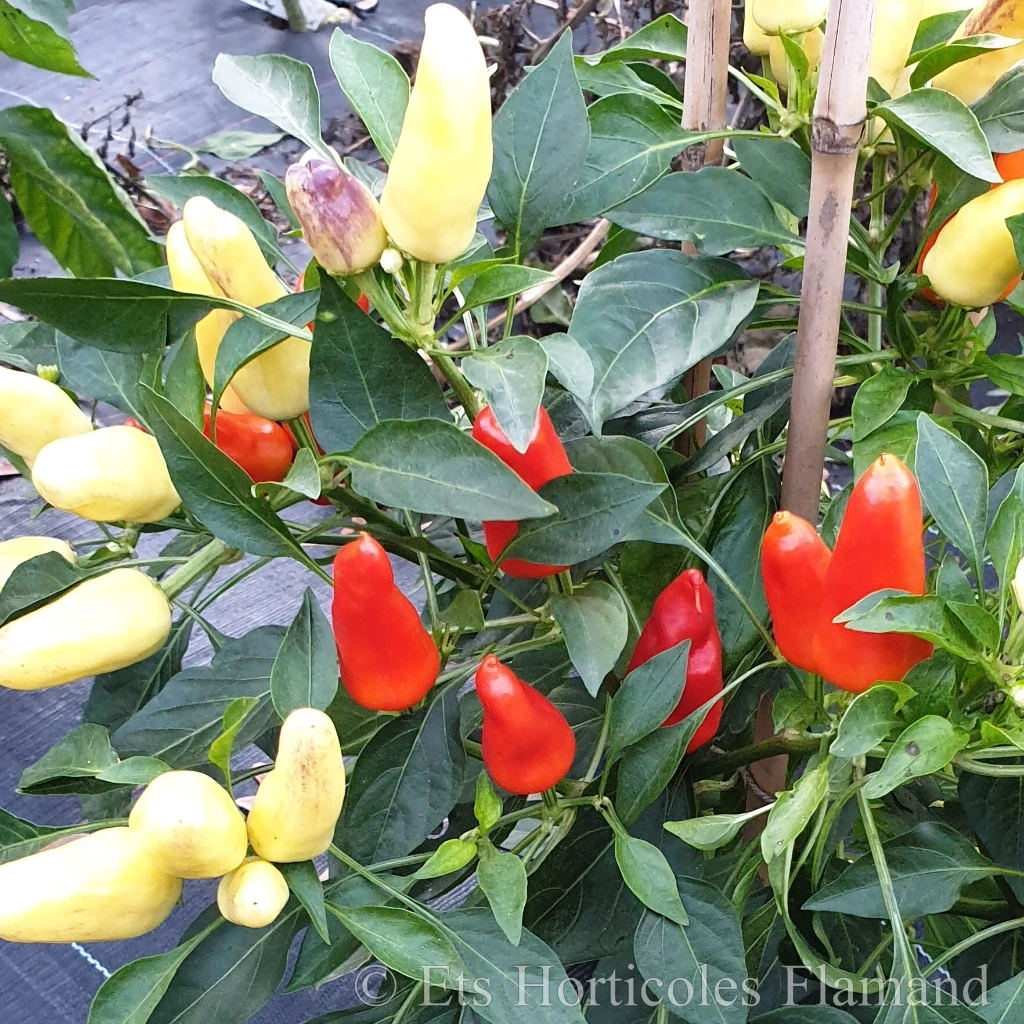 Poivron mini Sweet Pickels - 15 graines