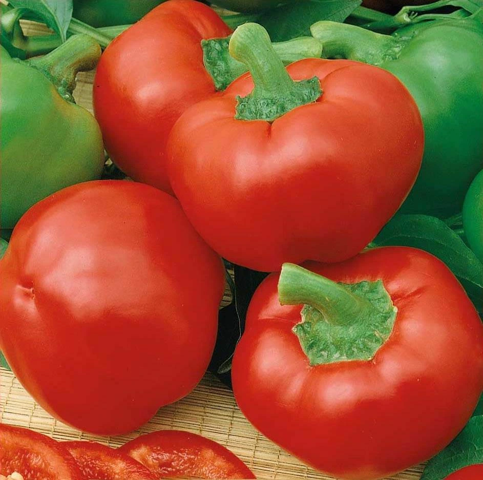 Poivron rond Topepo Rosso - 15 graines