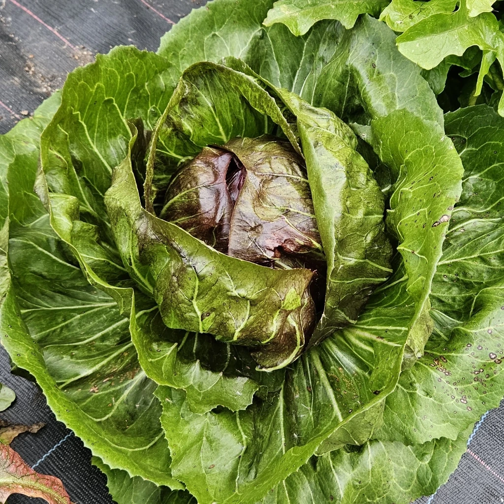 [S18459] Chicorée italienne Chioggia Palla Rossa 506 TT - Gr. enrobées - 50 gr. Enrobées