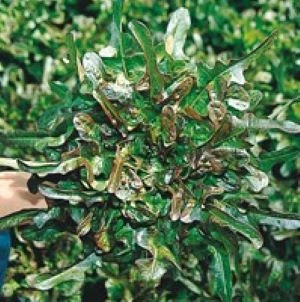 Laitue à couper Biscia Rossa - 4 g