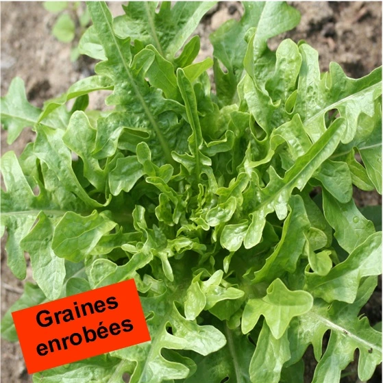 Laitue à couper Cerbiatta - Gr. enrobées - 50 gr. Enrobées