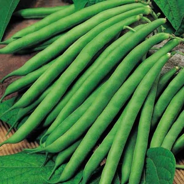 [S44929] Haricot nain sans fils Record Princesse - 100 g