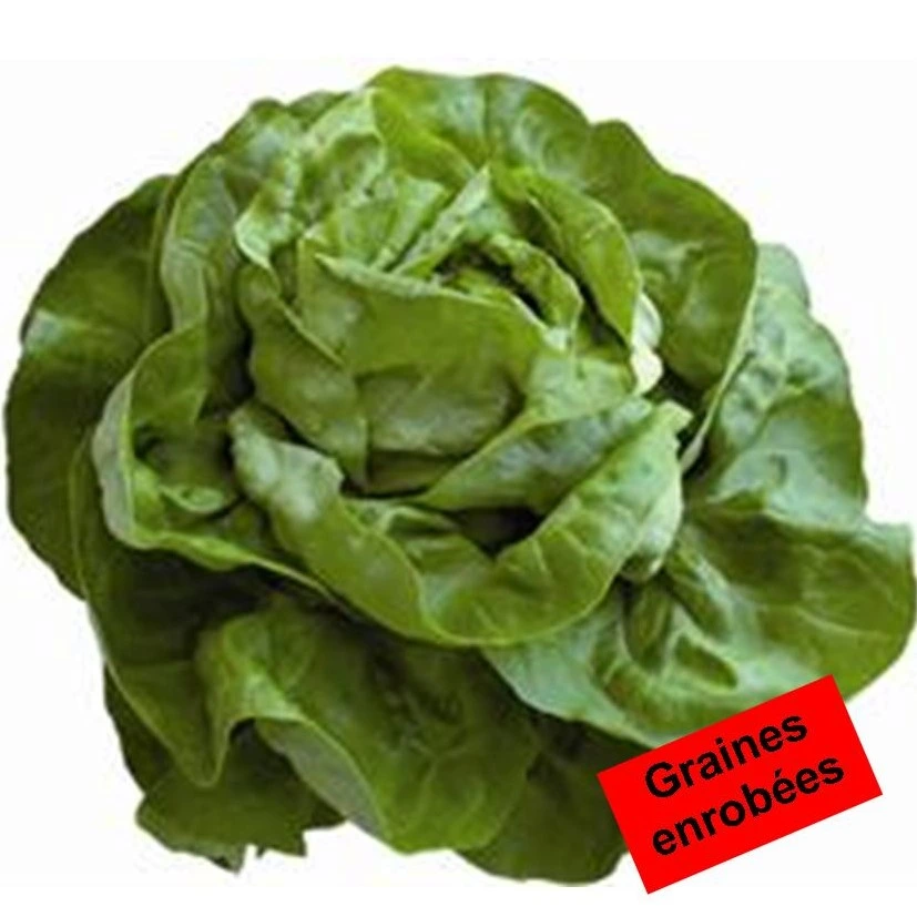 [S47329] Laitue pommée Icaro - Gr. enrobées - 50 graines