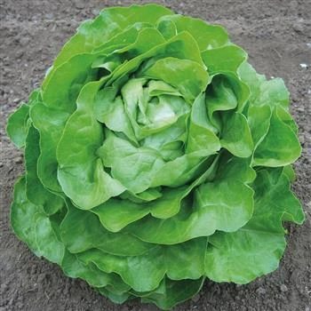 [S47230] Laitue pommée Divina - 1 g