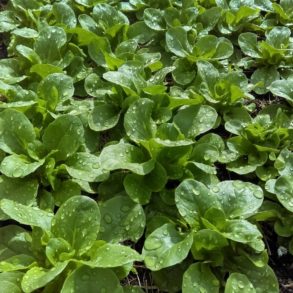 Mâche à petites feuilles verte de Cambrai - 4 g