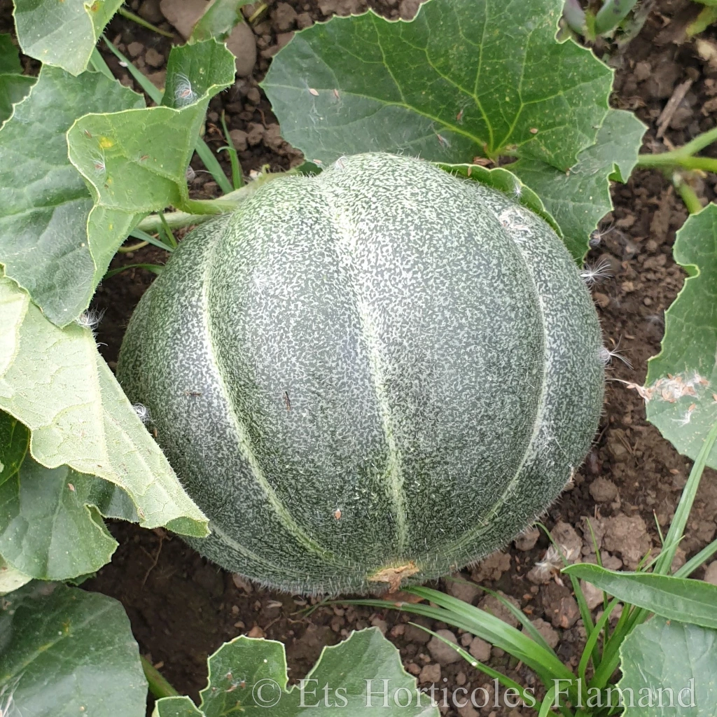 [S51190] Melon Petit gris de Rennes - 10 graines