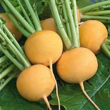 Navet jaune Boule d'or amélioré - 10 g