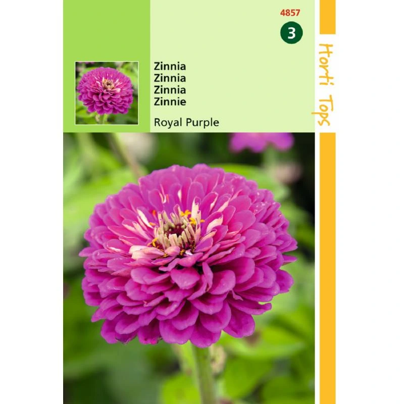 [H4857] Zinnia Royal Purple - 0,5 g