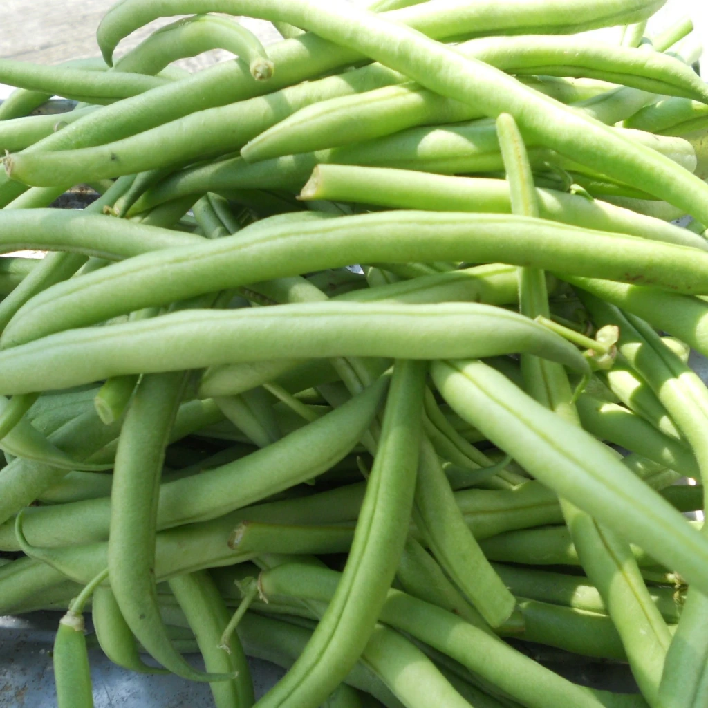 Haricot à rames Princesse double de Westland - 100 g