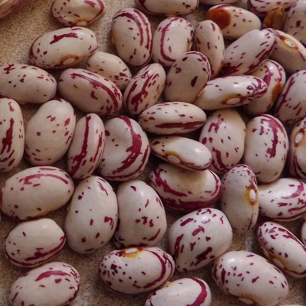 [S44576] Haricot nain à écosser St Esprit - 100 g