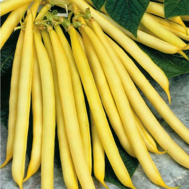 Haricot nain beurré Goldplay - 100 g
