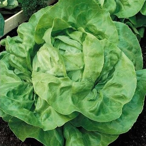 [S47835] Laitue pommée Val d'Orge - 2 g