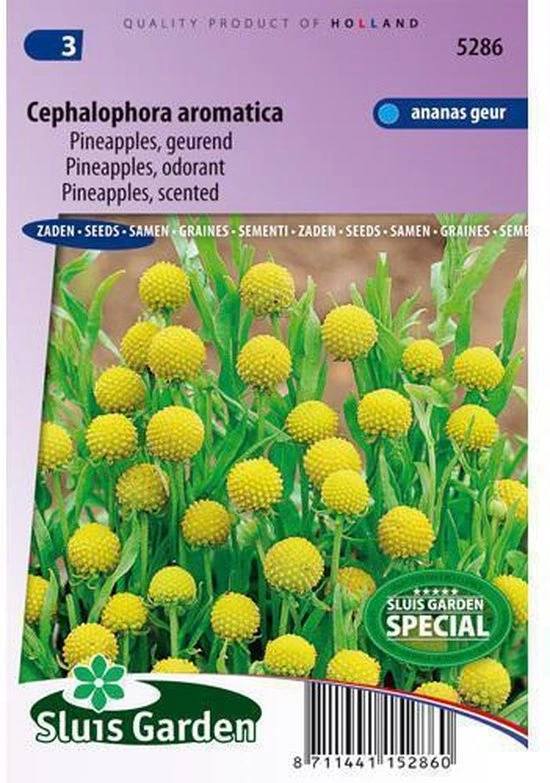 [R5286] Cephalophora aromatice - Pineapples - 0.1 g - ca. 400