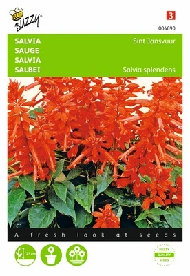 Salvia splendens Feu de la St-Jean - 0,4 g