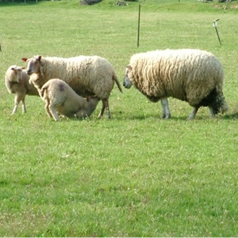 Prairie Superplus - 5 kg