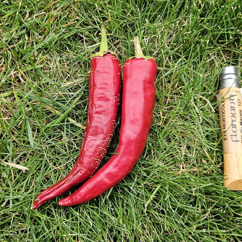 Poivron long Mihnea - 15 graines