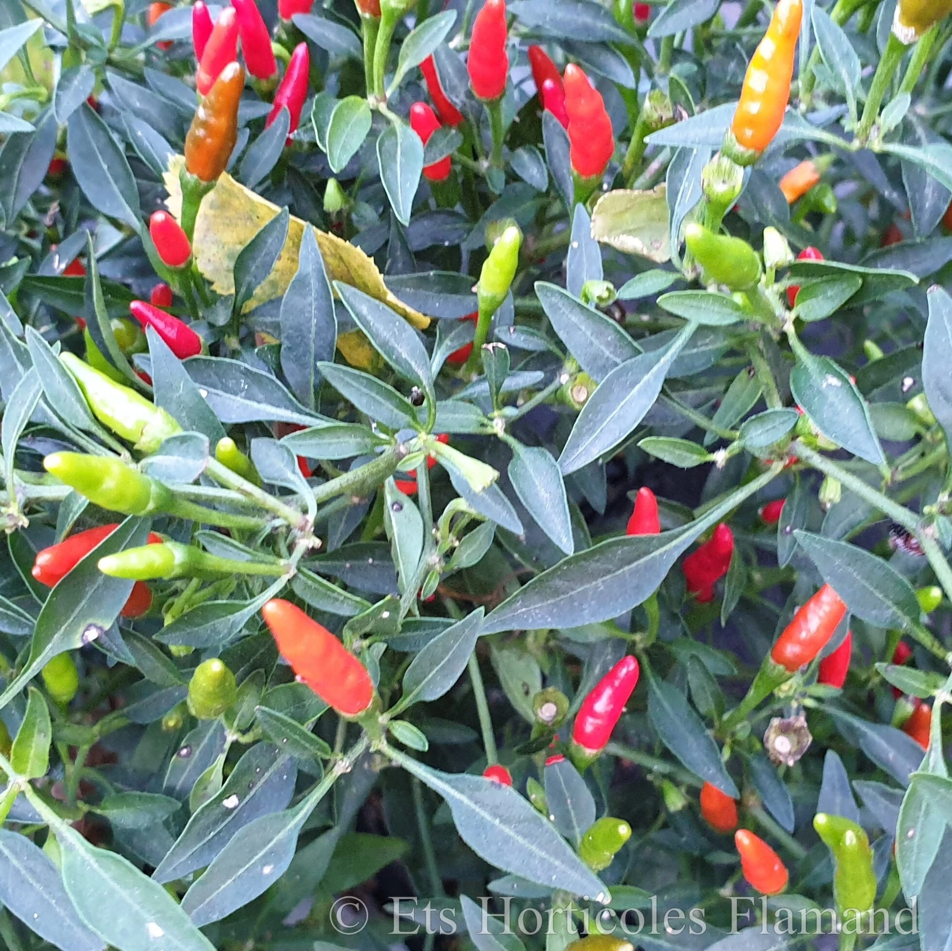 Piment très fort Mini Hotchili - 15 graines