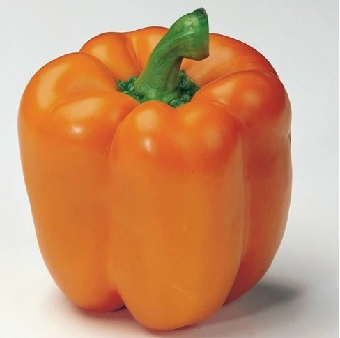 Poivron carré orange Horizon - 15 graines