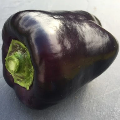 Poivron carré noir Midnight Dreams - 15 graines