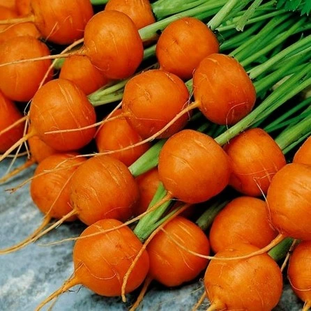 [S11155] Carotte ronde de Paris (Grelots) - 5 g