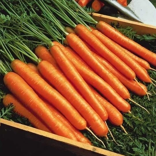 [S11130] Carotte très hâtive d'Amsterdam - 5 g