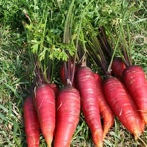 Carotte Rouge Sang - 1000 graines