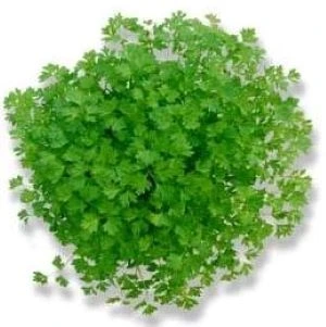[S14040] Cerfeuil frisé fin - 20 g