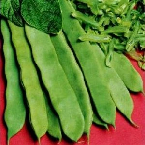 [S44330] Haricot à rames Sabre Helda - 100 g