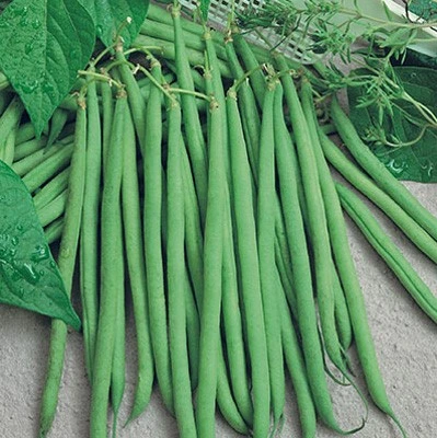 Haricot nain sans fils Talisman - 100 g