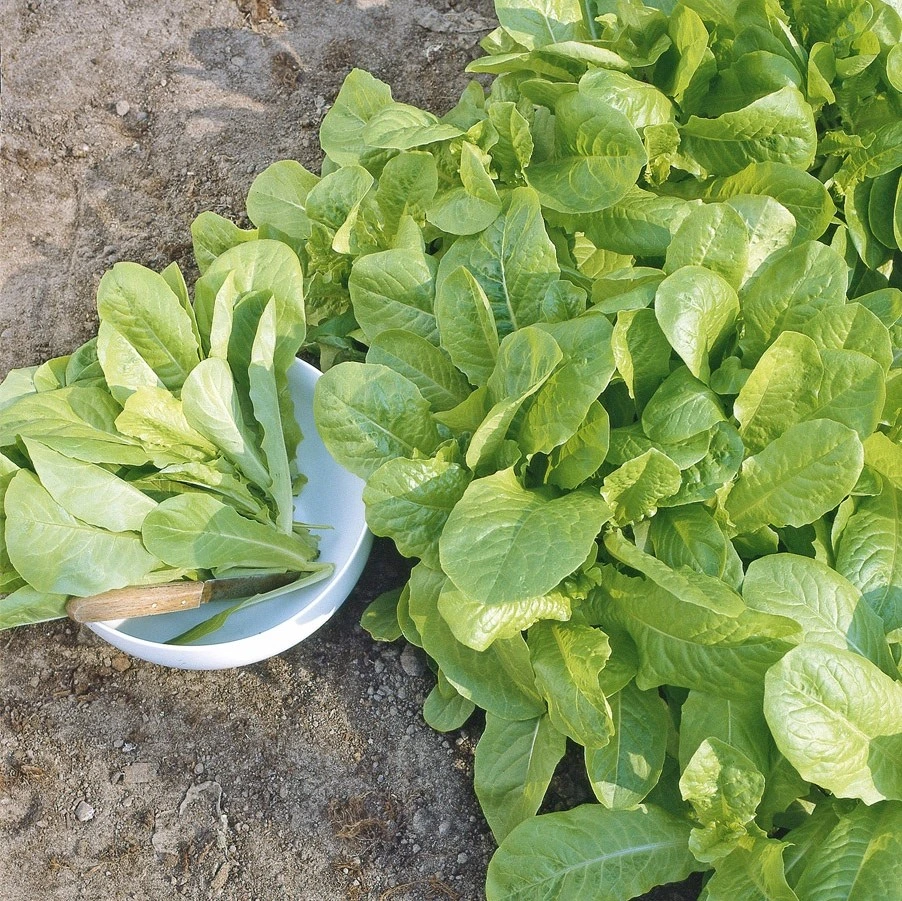 Laitue à couper Gotte jaune d'or - 8 g