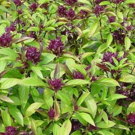 [S80235] Basilic Thaï Siam queen - 0,5 g