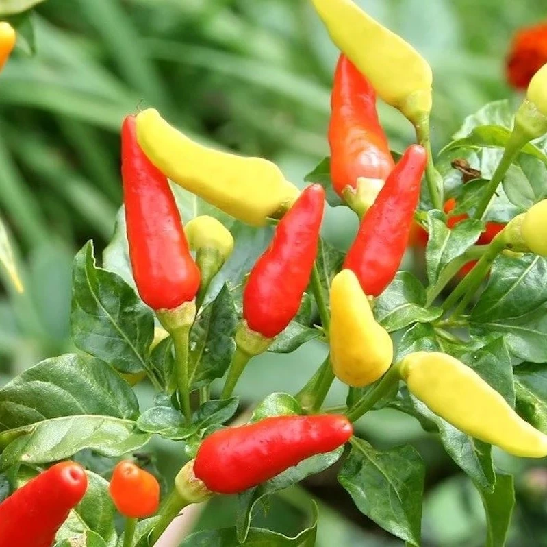 Piment très fort Tabasco - 5 graines