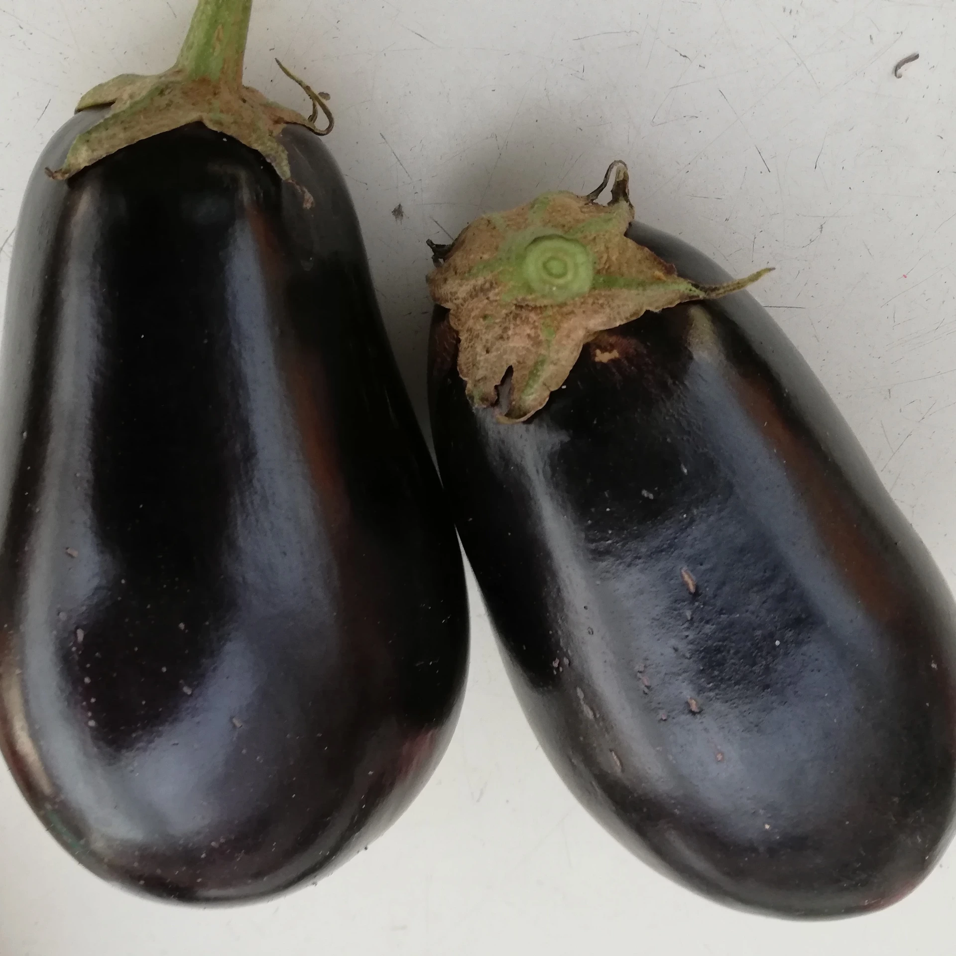 Aubergine Meronda - 15 graines