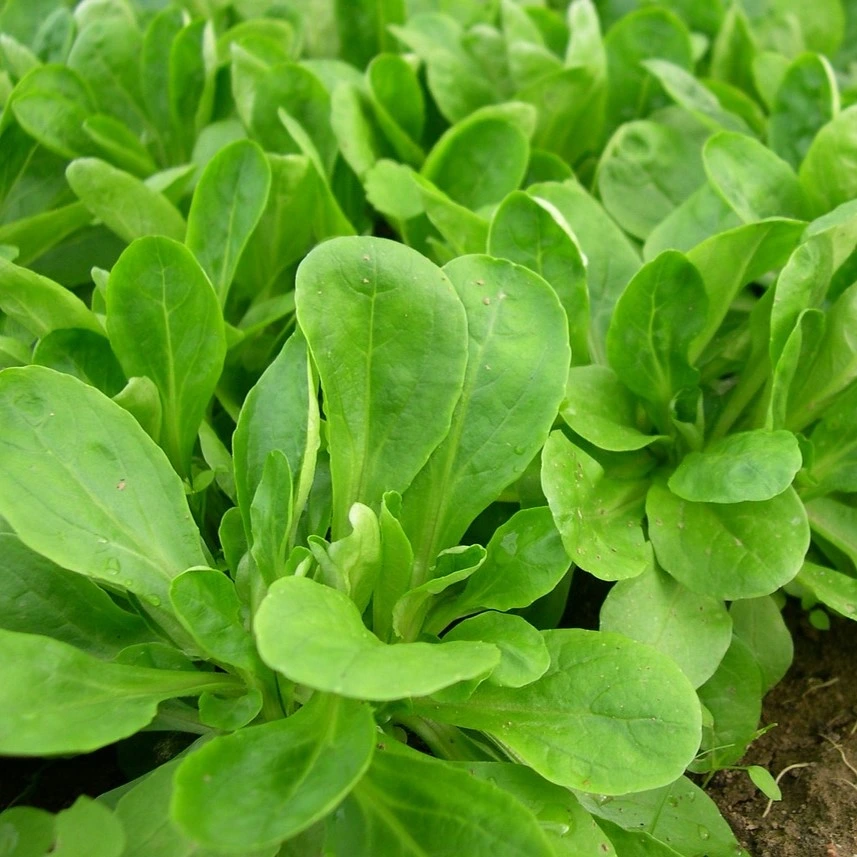 Mâche à grosses graines de Hollande professionnelle - 8 g