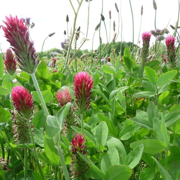 Trèfle Incarnat ou de France - 1 kg