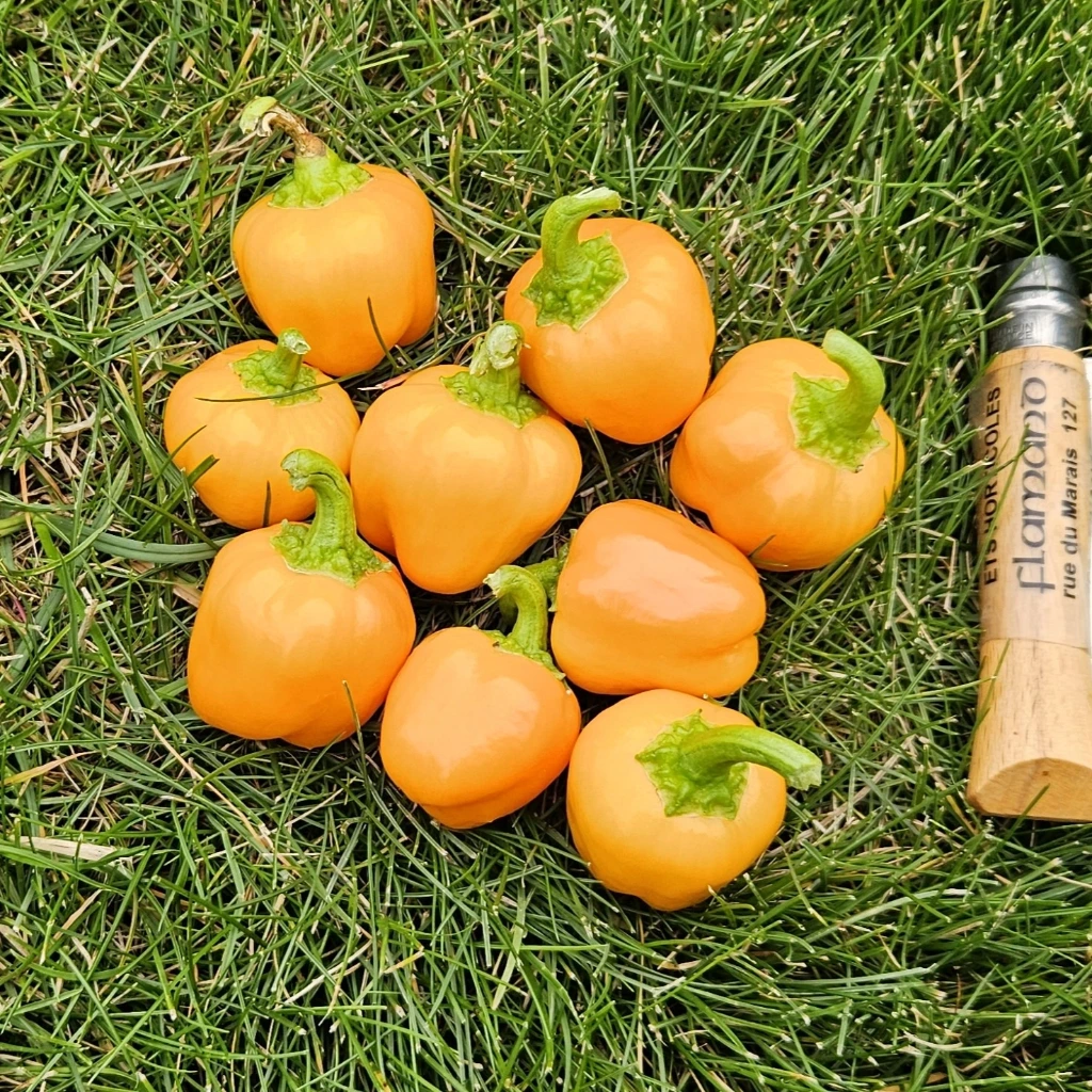 Poivron mini jaune Mini Bell - 15 graines