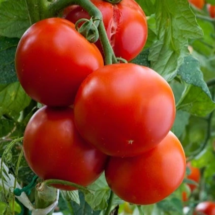 Tomate Crimson Crush F1 - 5 graines