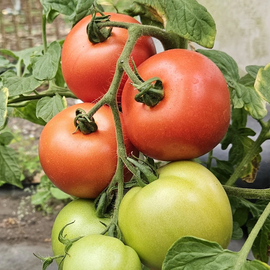 Tomate Paola F1 - 15 graines