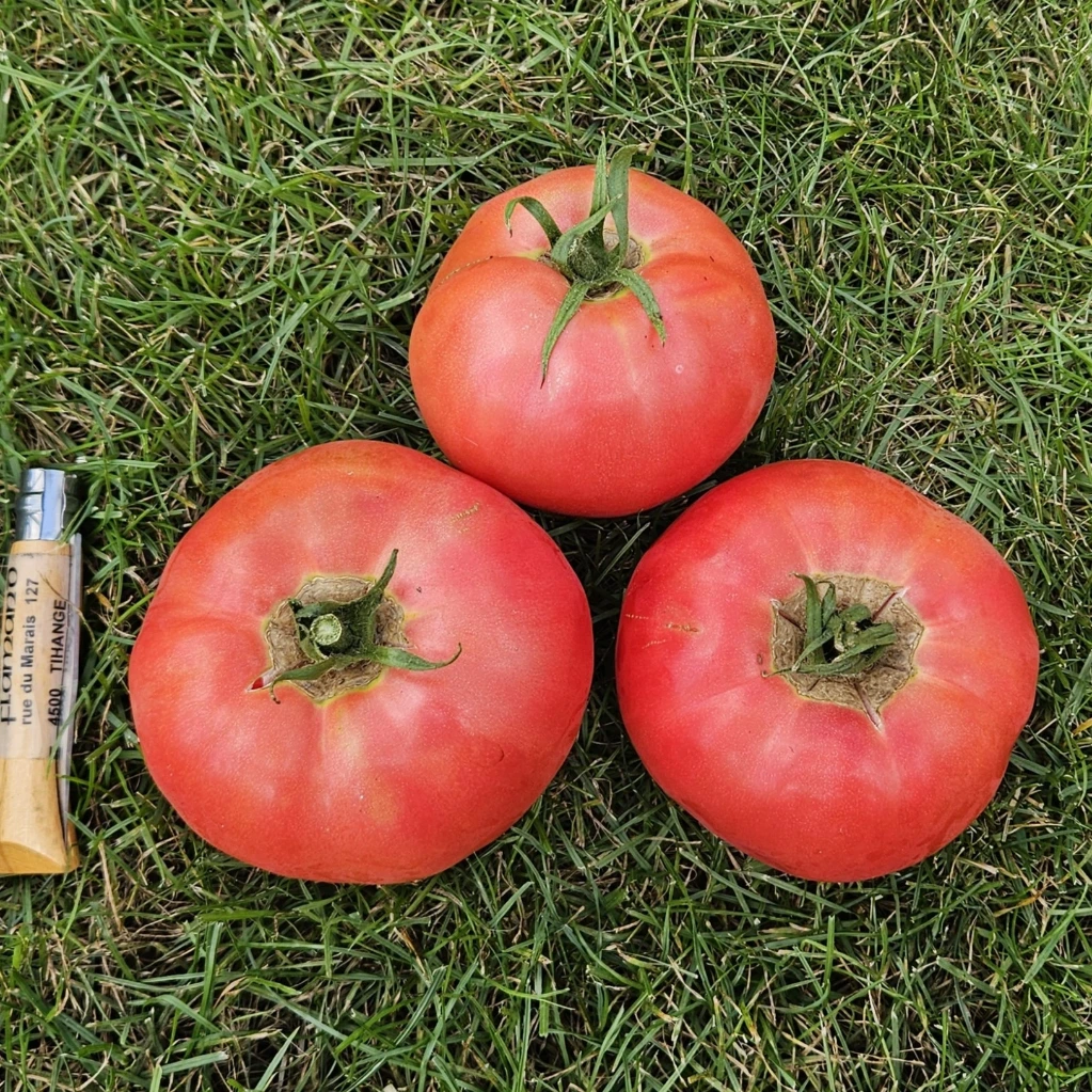 Tomate Rose Crush F1 - 5 graines